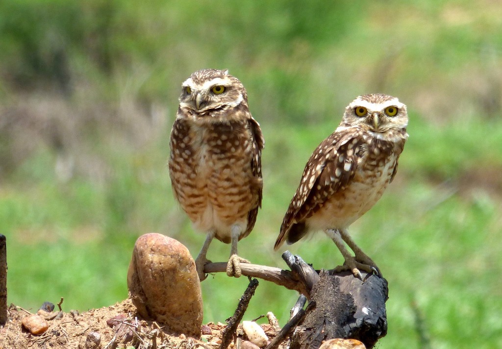 coruja-buraqueira