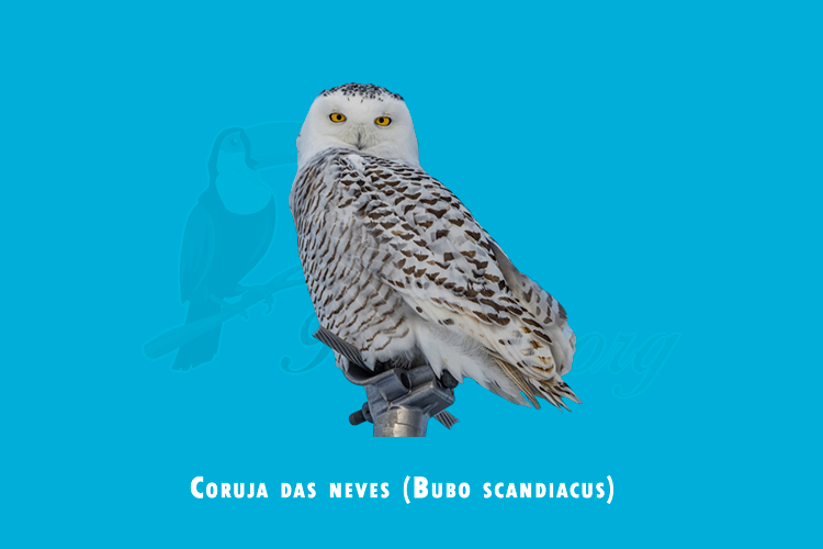 coruja das neves (bubo scandiacus)