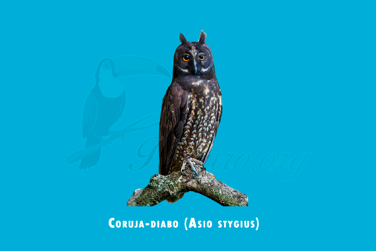 coruja-diabo (asio stygius)