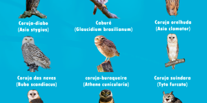 coruja mais conhecidas no Brasil