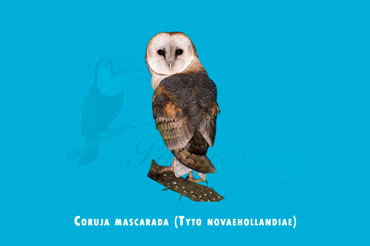 coruja mascarada (tyto novaehollandiae)