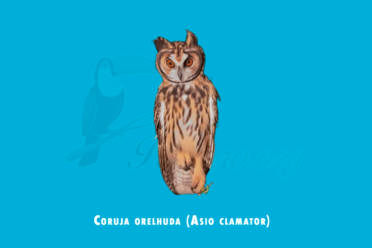 coruja orelhuda ( asio clamator)