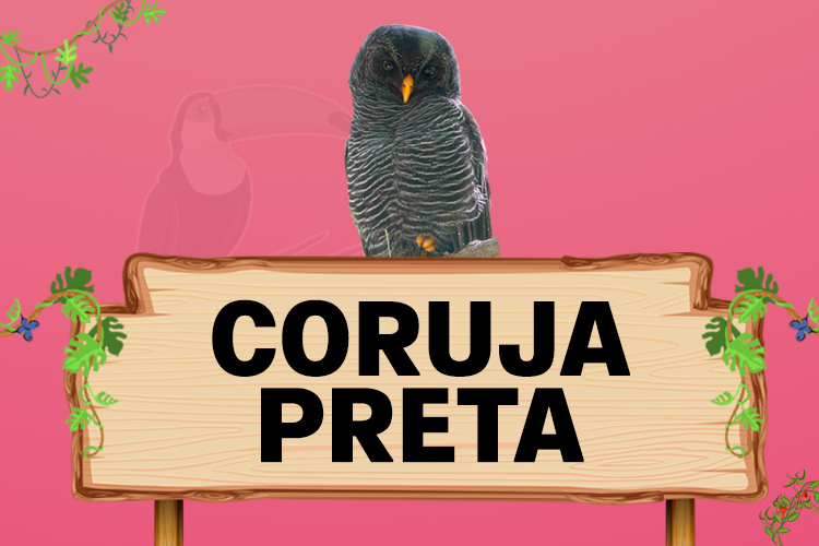 coruja preta