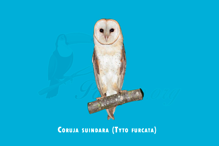 coruja suindara (tyto furcata)