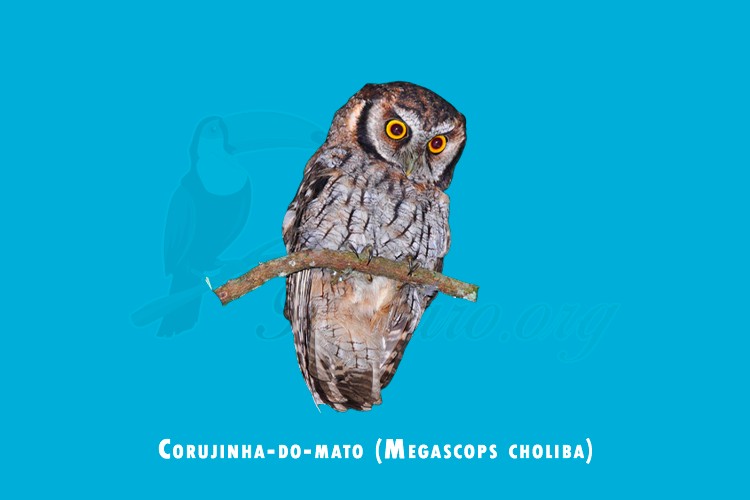 corujinha-do-mato (Megascops choliba)