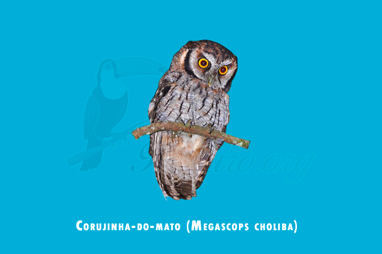 corujinha-do-mato (megascops choliba)
