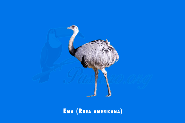 ema (rhea americana)