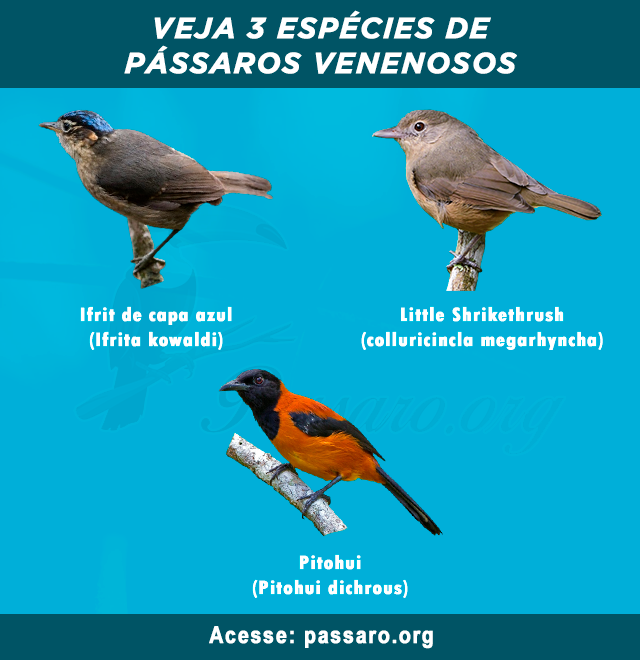 especies de passaros venenosos