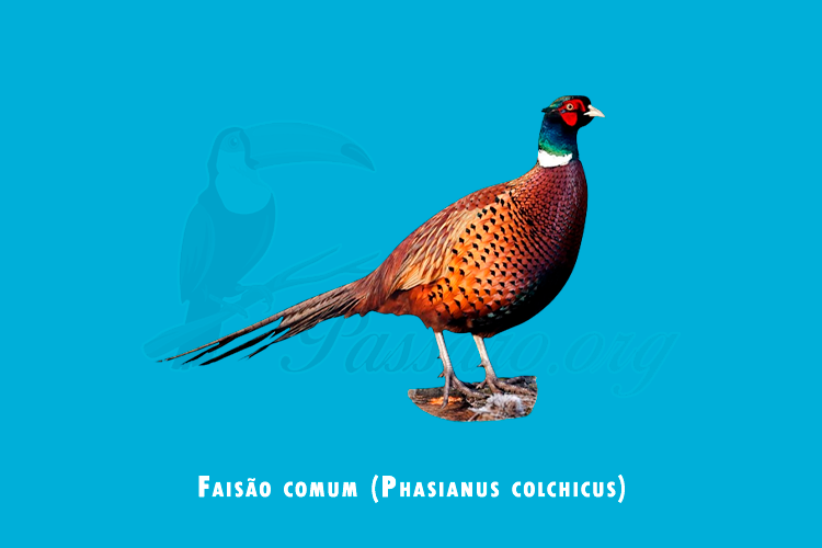 faisao comum (phasianus colchicus)