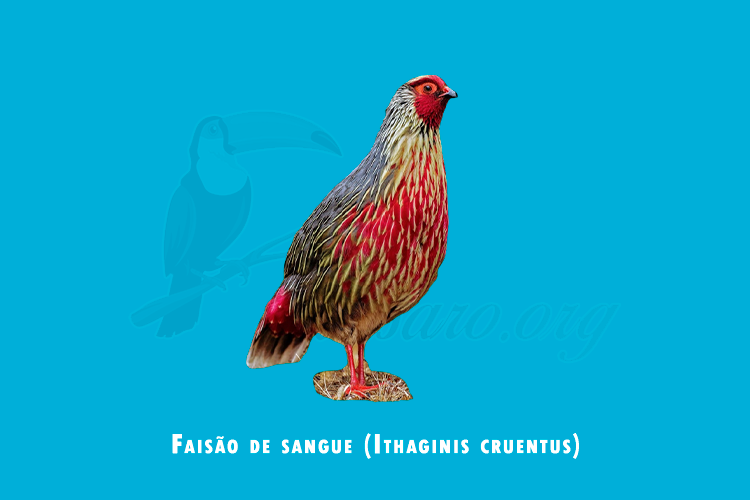 faisao de sangue (Ithaginis cruentus)