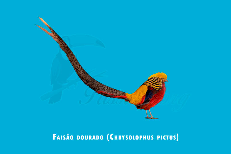 faisao dourado (chrysolophus pictus)