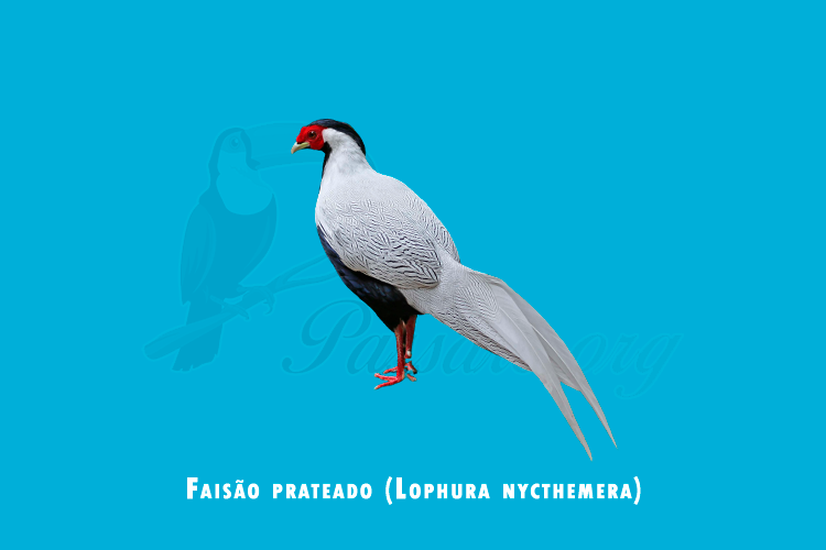 faisao prateado ( lophura nycthemera )