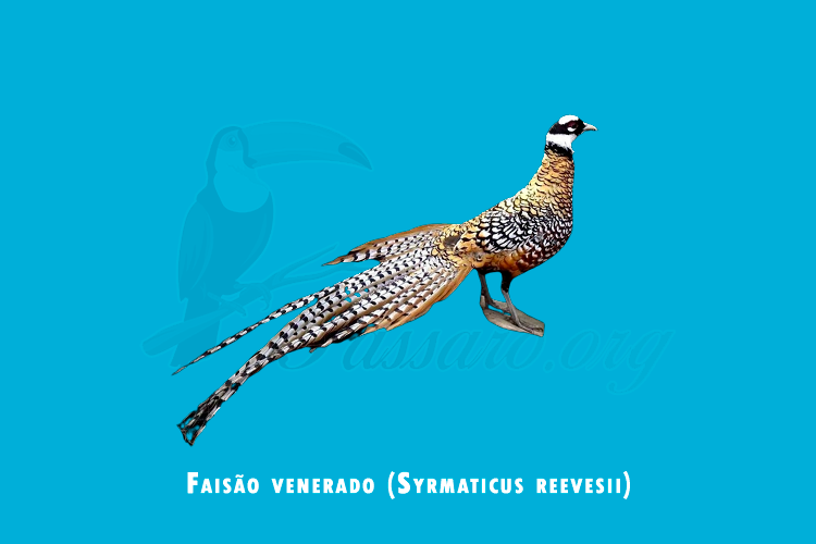 faisao venerado (syrmaticus reevesii)