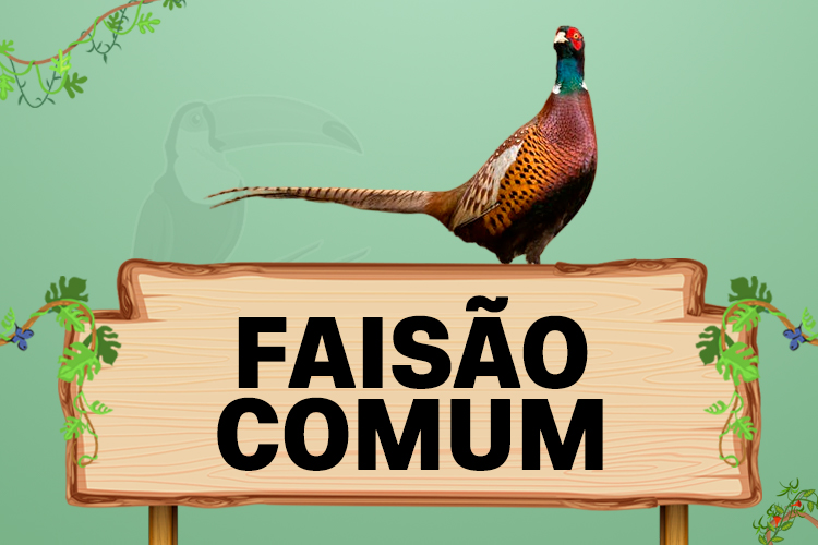 faisao comum