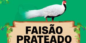 faisao prateado