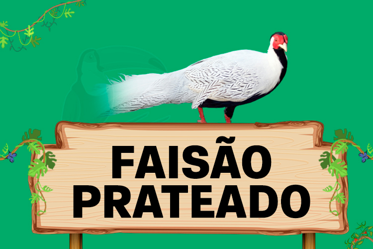 faisao prateado