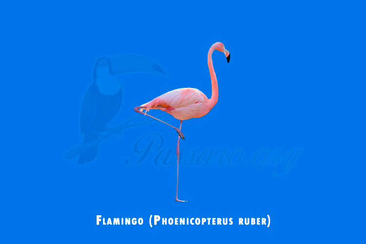 flamingo (phoenicopterus ruber)