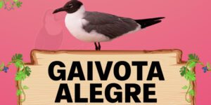 gaivota alegre