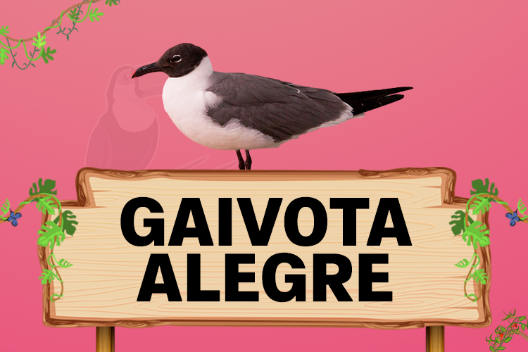 gaivota alegre