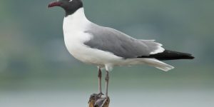 gaivota-alegre