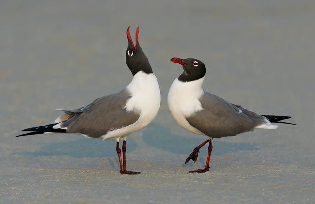 gaivota-alegre 