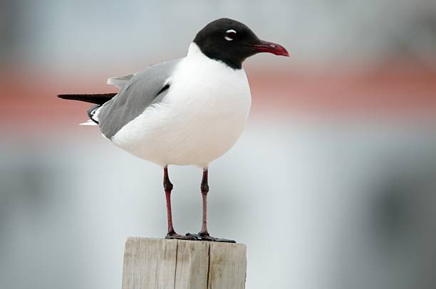 gaivota-alegre 