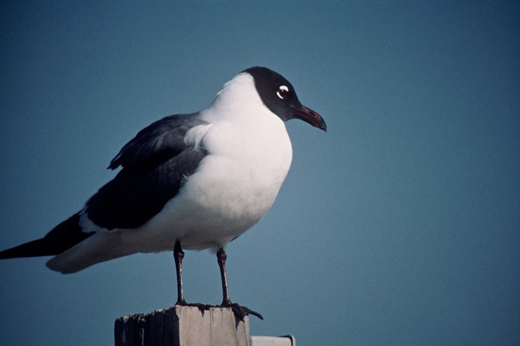 gaivota-alegre 