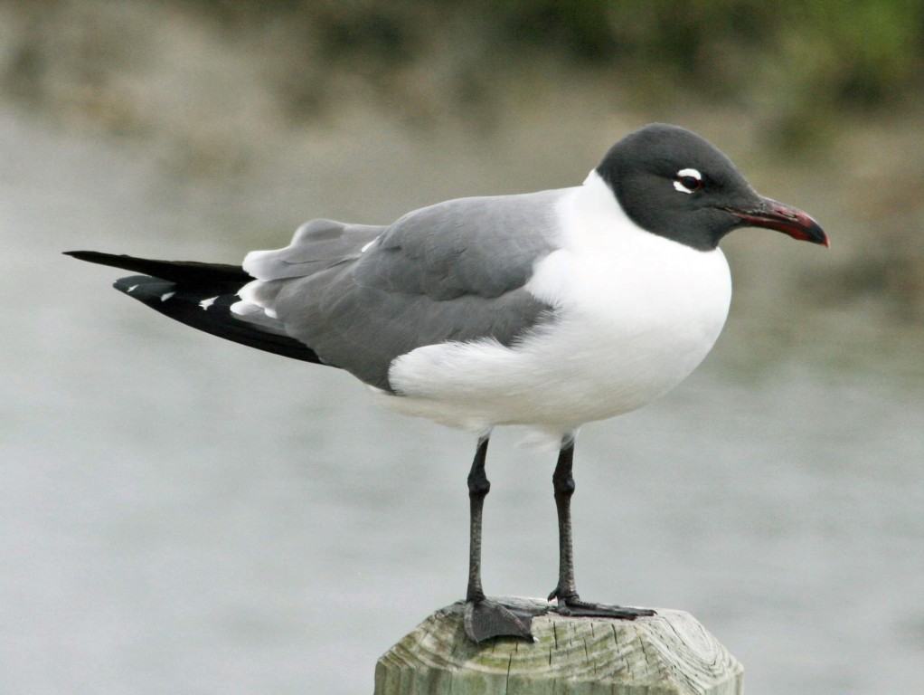 gaivota-alegre 