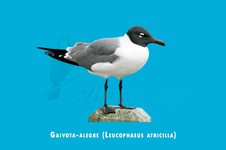 gaivota-alegre (Leucophaeus atricilla)