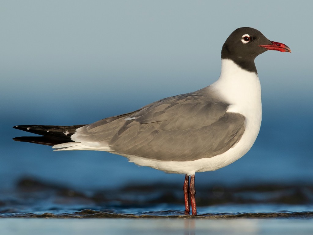 gaivota-alegre