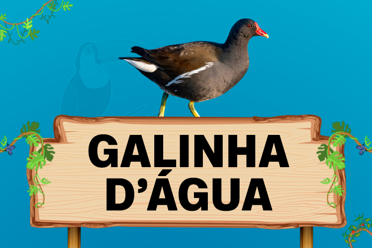 galinha d'agua