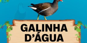 galinha d'agua