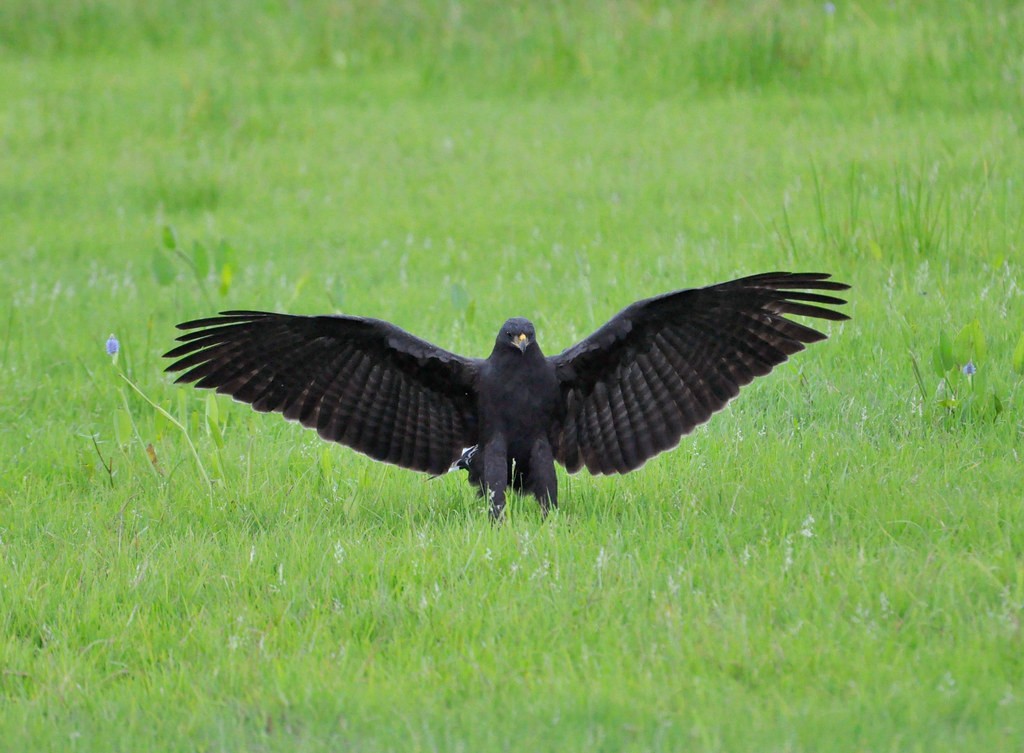 gaviao-preto 