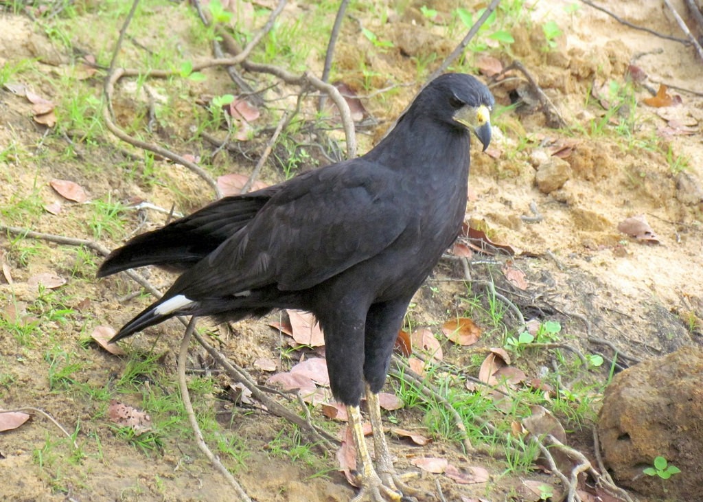 gaviao-preto 