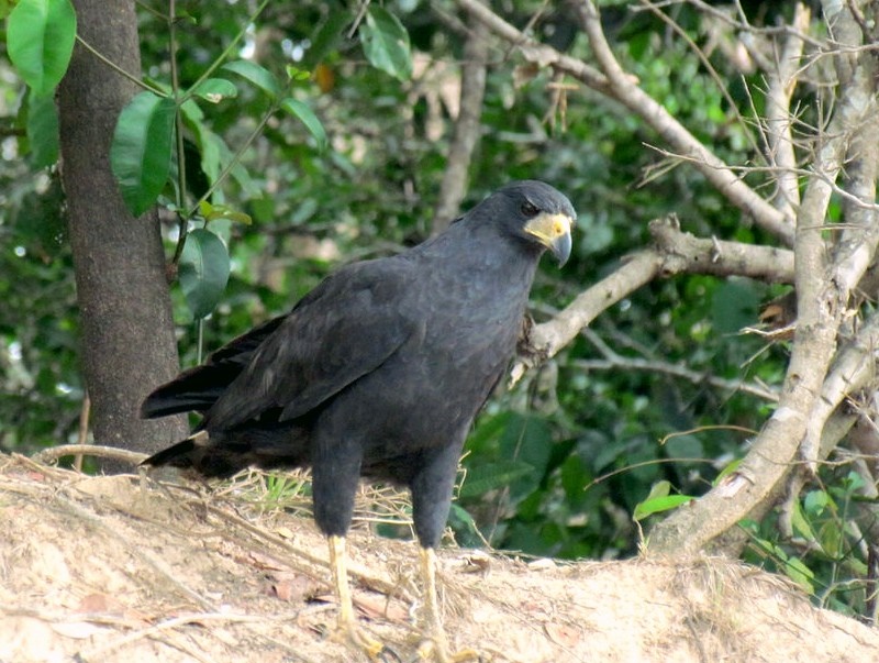 gaviao-preto 