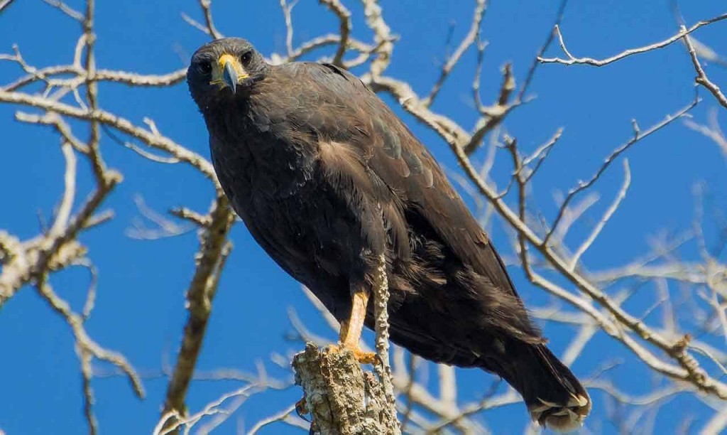 gaviao-preto 