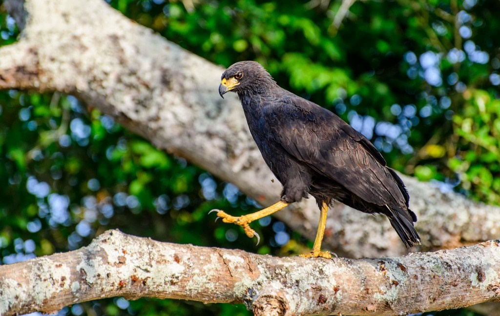 gaviao-preto