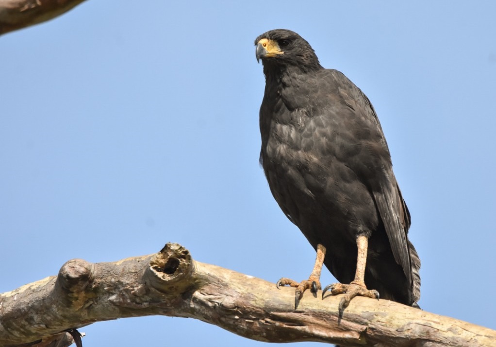 gaviao-preto habitat