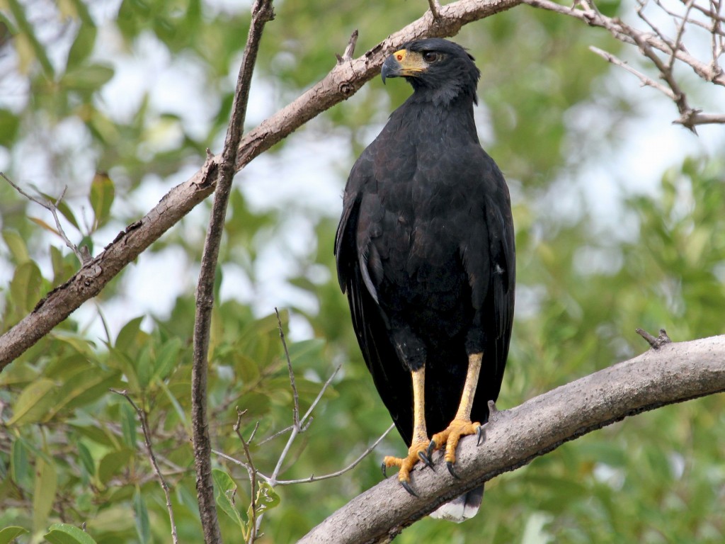 gaviao-preto