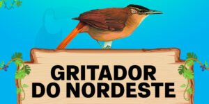 gritador do nordeste