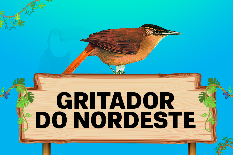 gritador do nordeste