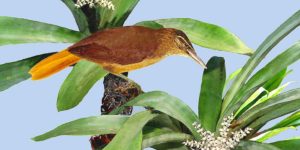 gritador-do-nordeste