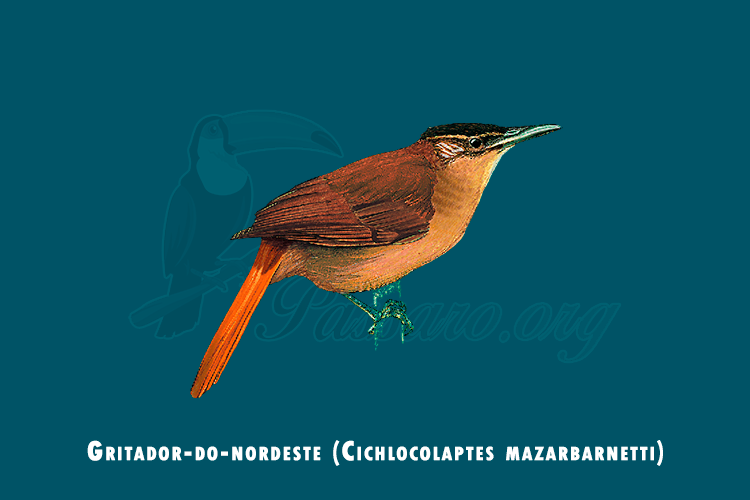 gritador-do-nordeste (Cichlocolaptes mazarbarnetti)