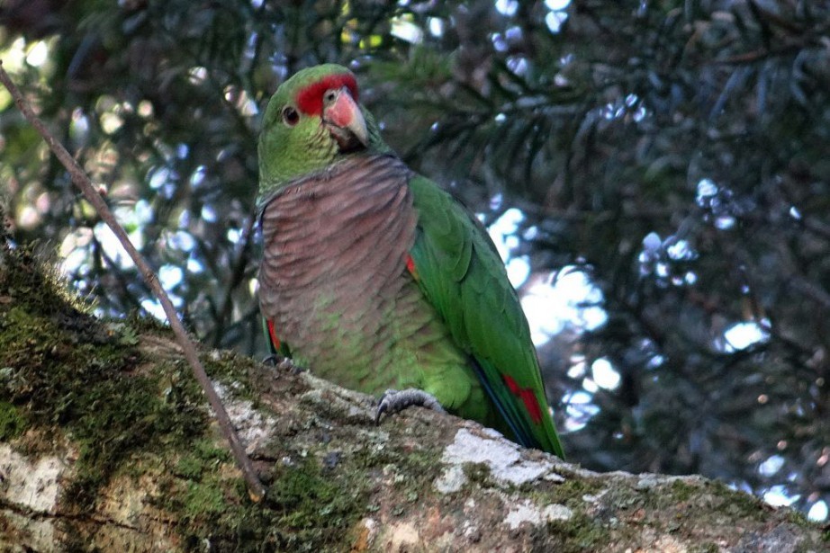 habitat do papagaio-de-peito-roxo