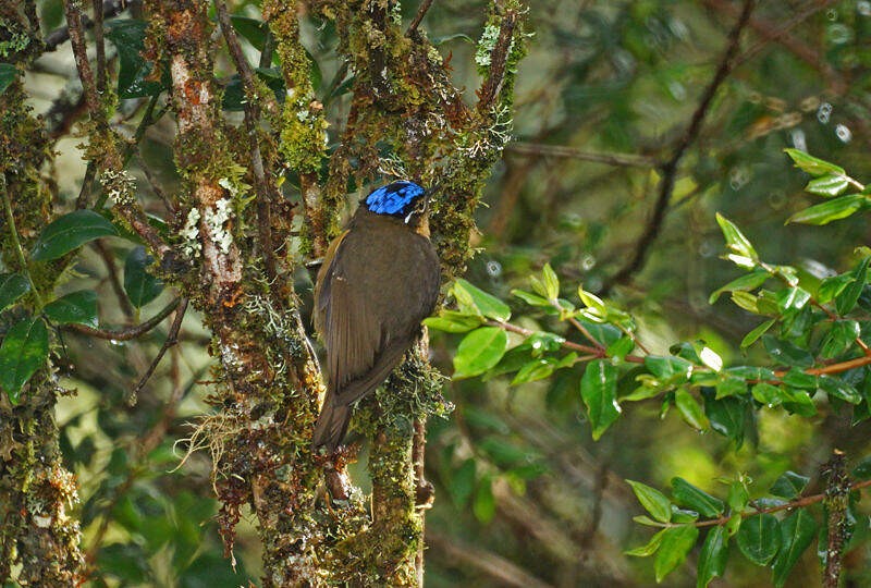 ifrit de capa azul