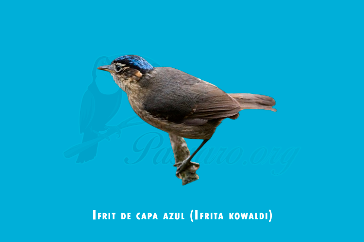 ifrit de capa azul (ifrita kowaldi)