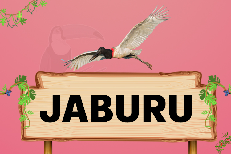 jaburu