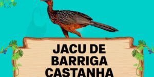 jacu de barriga castanha