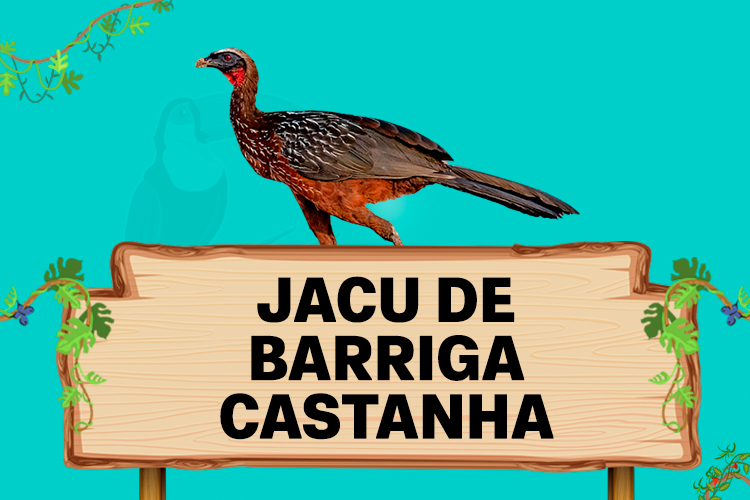 jacu de barriga castanha