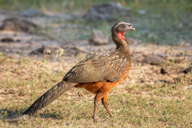 jacu-de-barriga-castanha